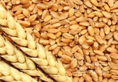 خرید گندم