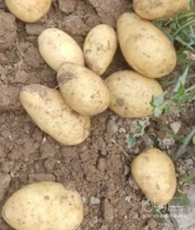 فروش سیب زمینی