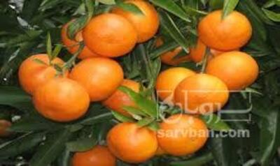 فروش نارنگی