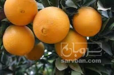 فروش پرتقال