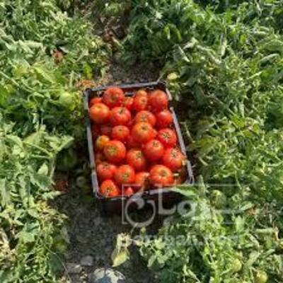 فروش گوجه فرنگی8320