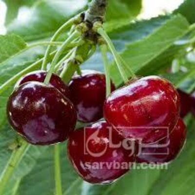 فروش گیلاس