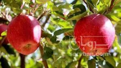 فروش سیب