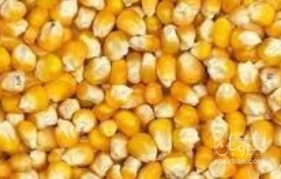 فروش ذرت تخمیری