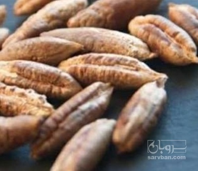 فروش هسته خرما