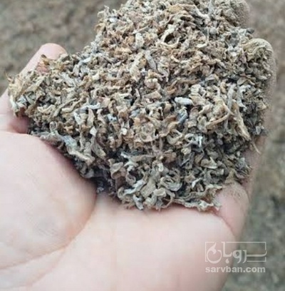 فروش تفاله چغندر خشک