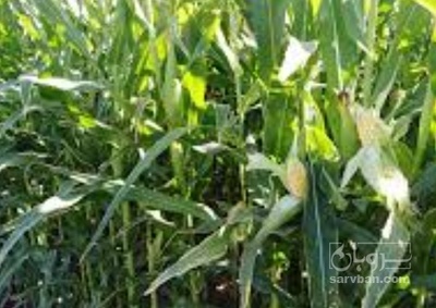 فروش چاپر ذرت چاپر