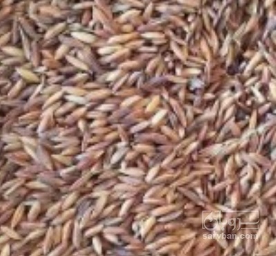فروش  شلتوک برنج