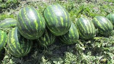 فروش هندوانه بیضی