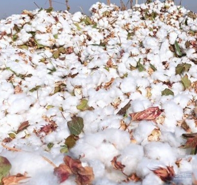 فروش پنبه