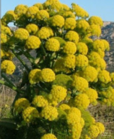 فروش باریجه (گیاه‌ دارویی)