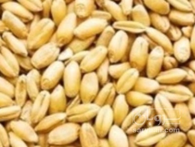 فروش گندم