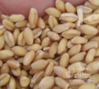 فروش گندم
