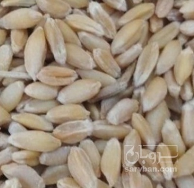 فروش گندم