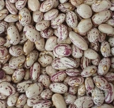 فروش لوبیا چیتی