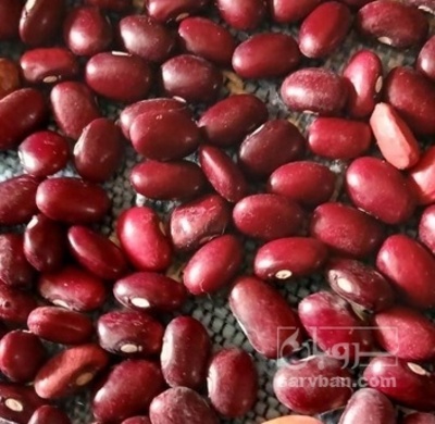 فروش لوبیا قرمز