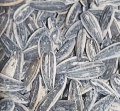 فروش تخمه آفتابگردان