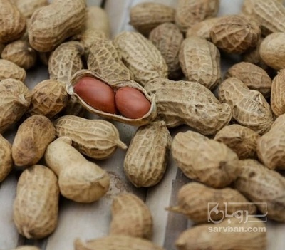 فروش بادام زمینی با قلاف