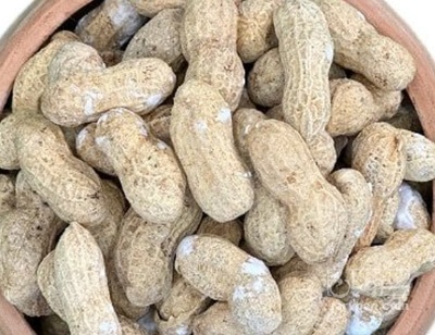 فروش بادام زمینی با قلاف صادراتی