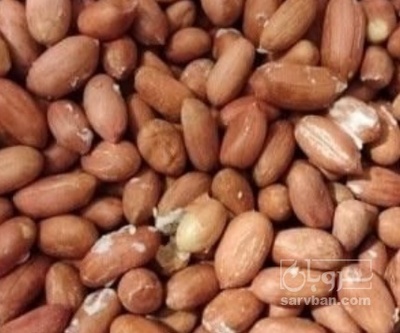 فروش بادام زمینی بوداده معمولی