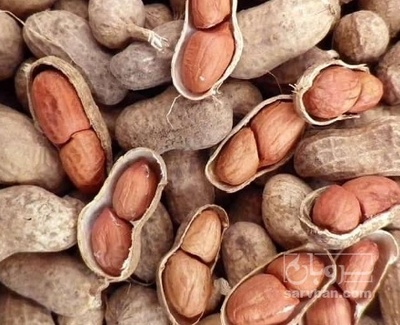 فروش بادام زمینی با قلاف