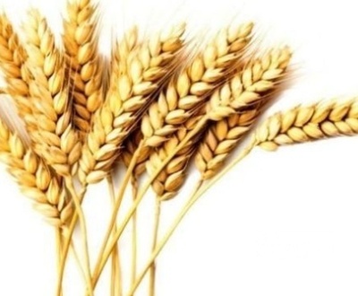 فروش گندم