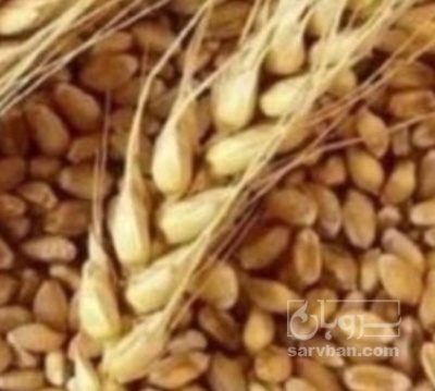 فروش گندم