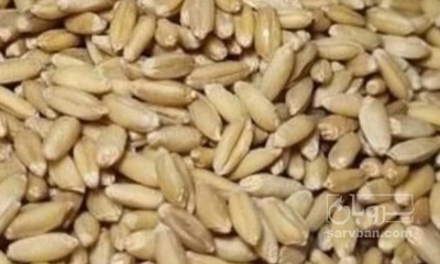 خرید گندم