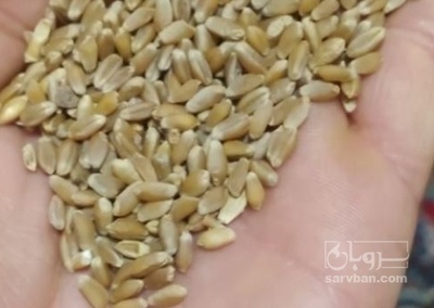 خرید گندم