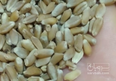 فروش گندم