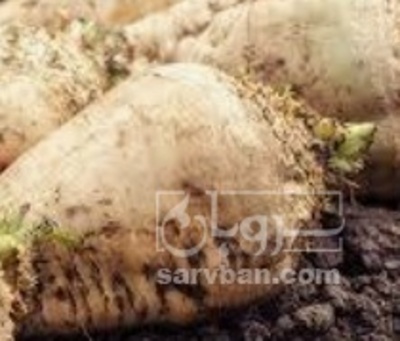 فروش چغندر قند