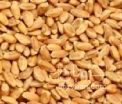 فروش گندم