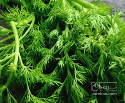 فروش شوید تازه