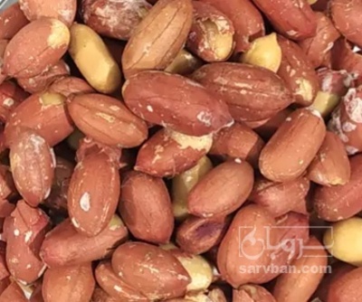 فروش بادام زمینی  بی قلاف