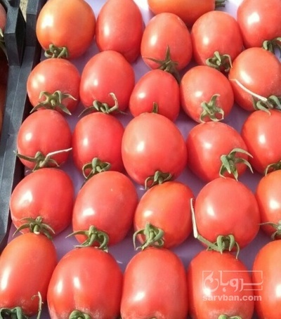 فروش گوجه فرنگی برو بیو