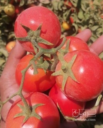 فروش گوجه فرنگی متین