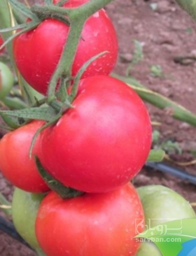 فروش گوجه فرنگی دافنیس