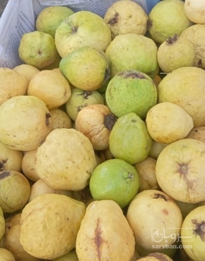 فروش زیتون گواوا