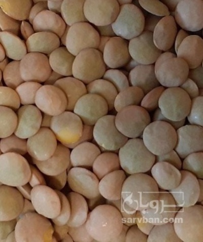 فروش عدس