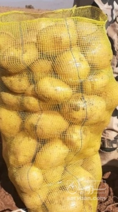 فروش سیب زمینی بامبا