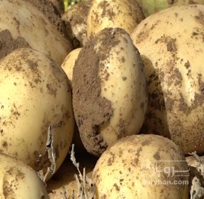 فروش سیب زمینی سانتا