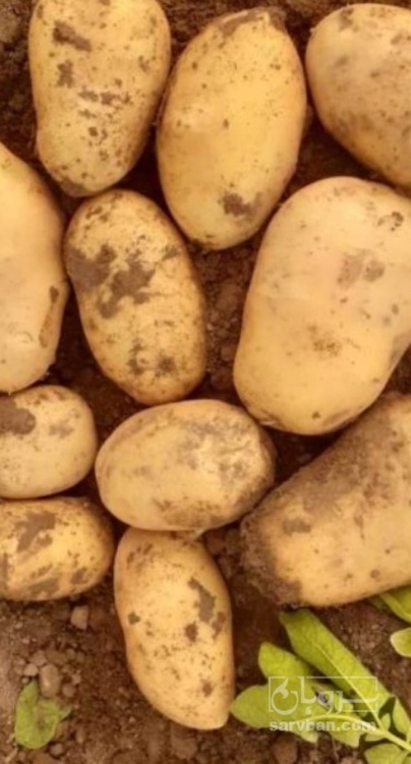 فروش سیب زمینی اسپریت