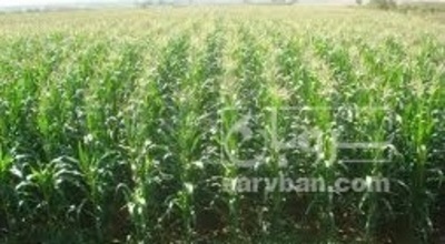 فروش ذرت علوفه ای