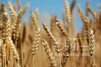 فروش گندم