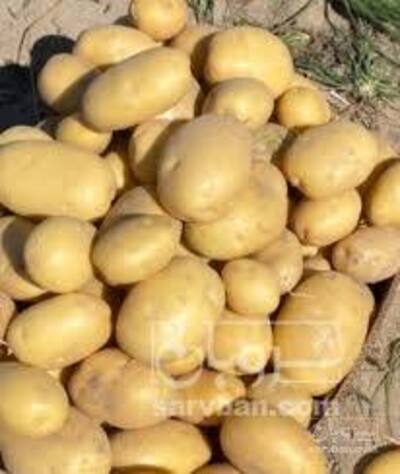 فروش سیب زمینی کلمبا