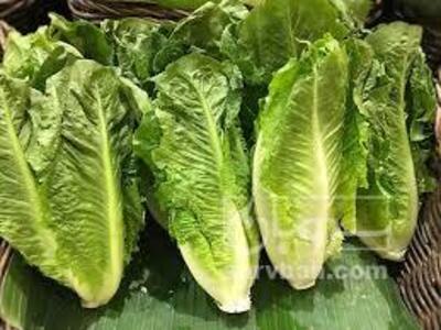 فروش کاهو ایرانی - رومانو