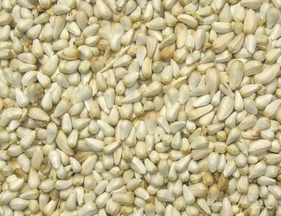 فروش دانه گلرنگ