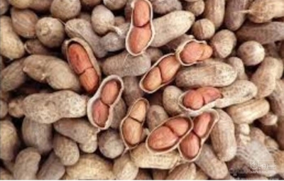 فروش بادام زمینی