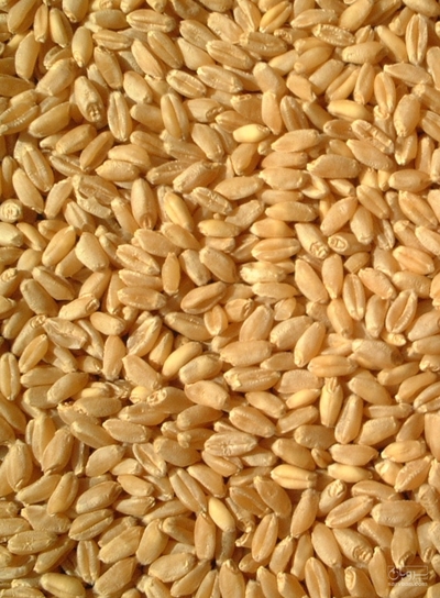 فروش گندم