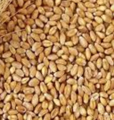 فروش گندم